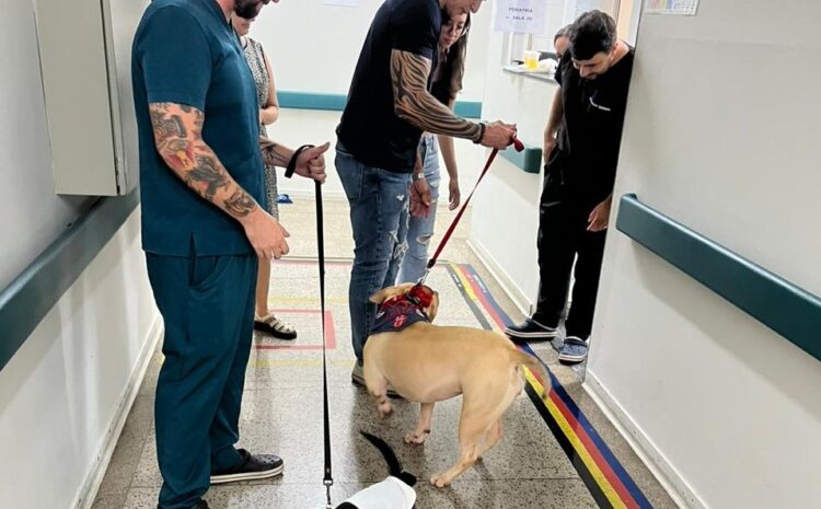  PET TERAPIA VAI ANIMAR PACIENTES E COLABORADORES DA SANTA CASA NESTE DOMINGO